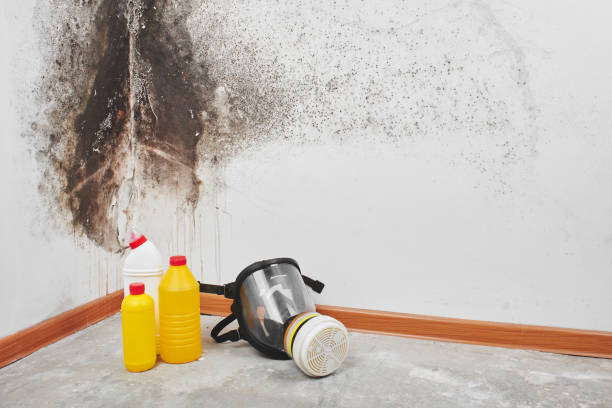Best Mold Damage Repair  in Swepsonville, NC