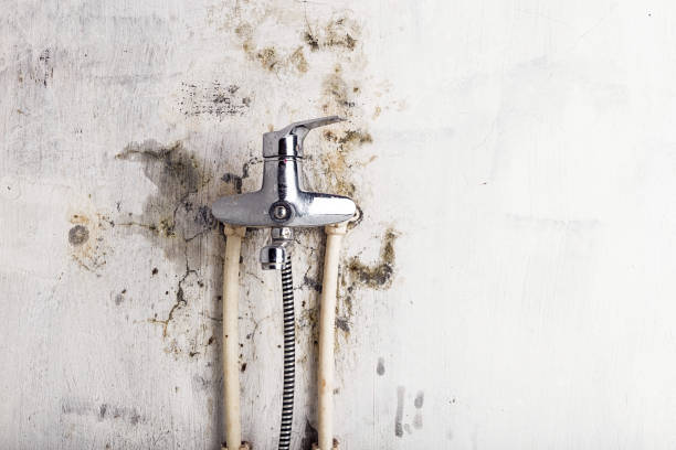 Best Office Mold Removal Services  in Swepsonville, NC