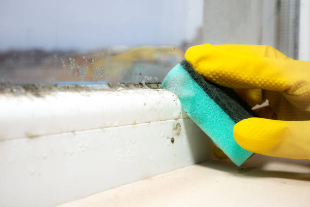 Best Mold Remediation  in Swepsonville, NC