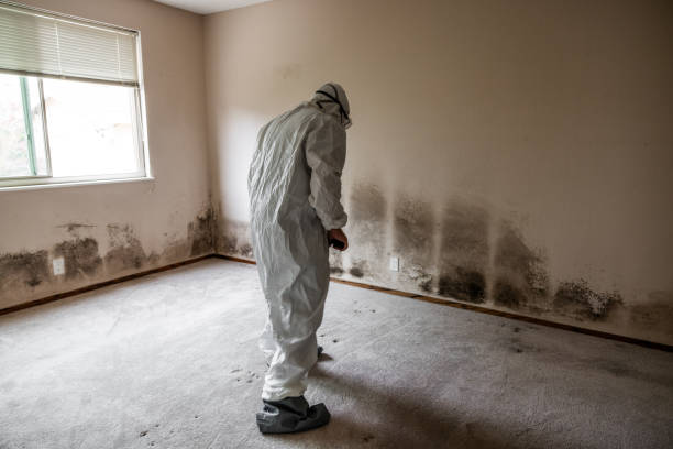 Best Black Mold Removal  in Swepsonville, NC